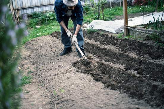 a man prepares rows with a hoe before planting potatoes