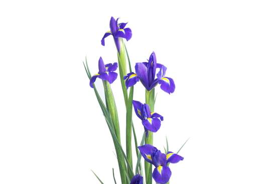 a plant with long pointed leaves and large blue or yellow flowers