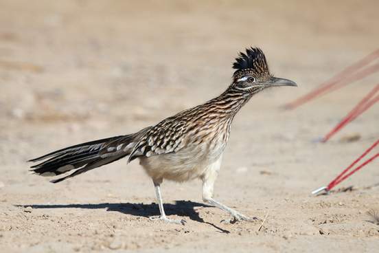 a roadrunner making its way through a campsite in the furnace creek area of death valley national park