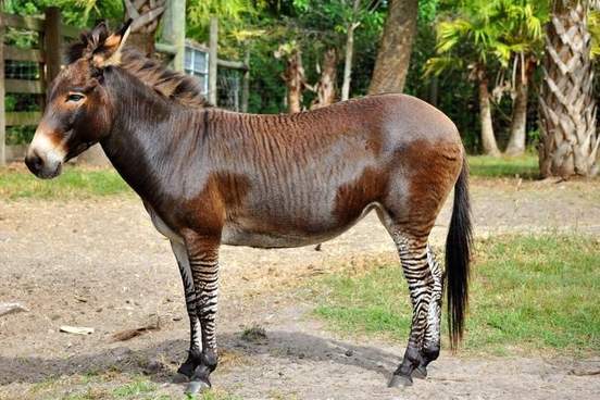 a zonkey standing looking off to the left hand side