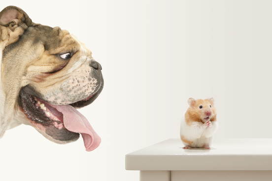 a hamster is intimidated by a dog