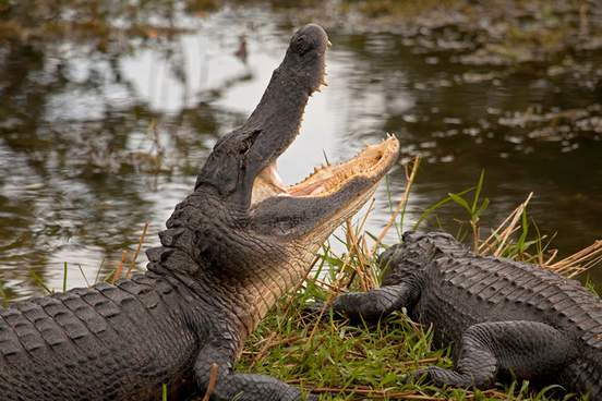 alligator in swamp with mouth open