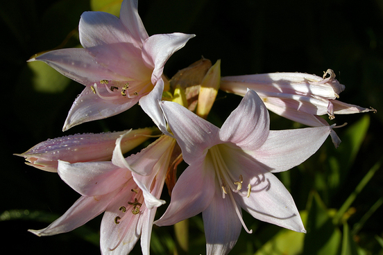 amaryllis