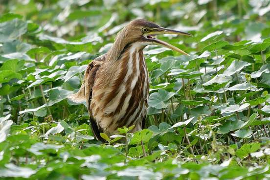 american bittern in a marsh