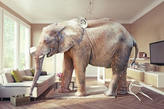 animal problem words elephant in the room