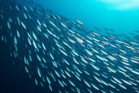 animal problem words kettle of fish