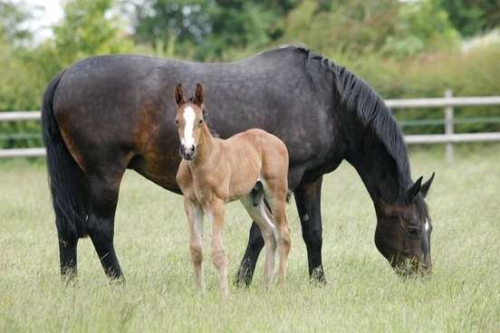 animal problem words mares nest