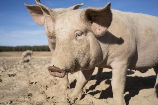 animal problem words pigs ear