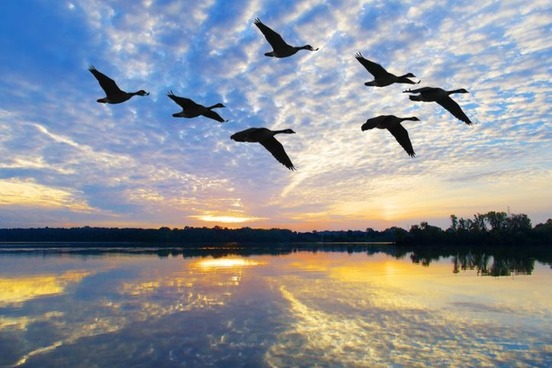 animal problem words wild goose chase