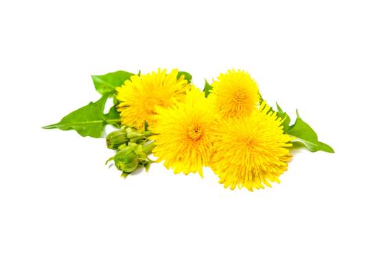 any of a genus taraxacum of yellow flowered composite herbs with milky sap especially one sometimes grown as a potherb and nearly cosmopolitan as a weed
