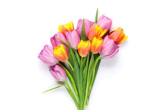 any of a genus tulipa of eurasian bulbous herbs of the lily family that have linear or broadly lanceolate leaves and are widely grown for their showy flowers
