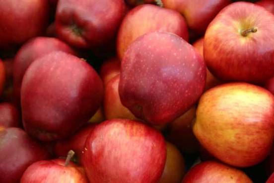apples photo