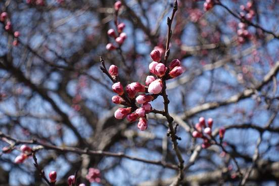 apricot tree with flowers but no leaves