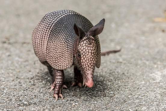 armadillo on a gravel road