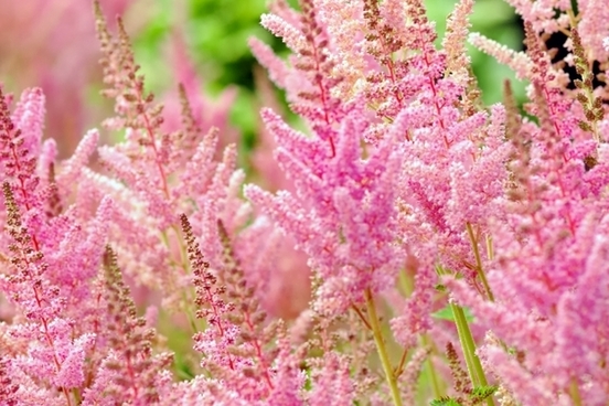 astilbe