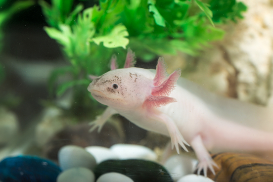 axolotl