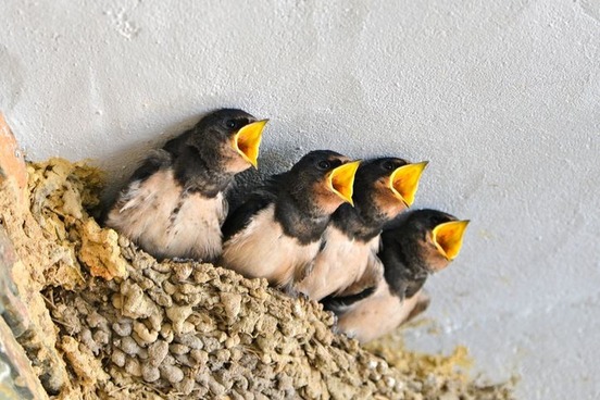 baby birds with open mouths photo