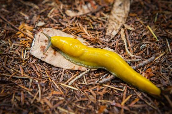 banana slug crawling across the redwood grove forest floor in big basin state park