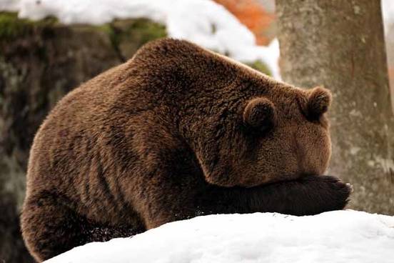 bashful-bear