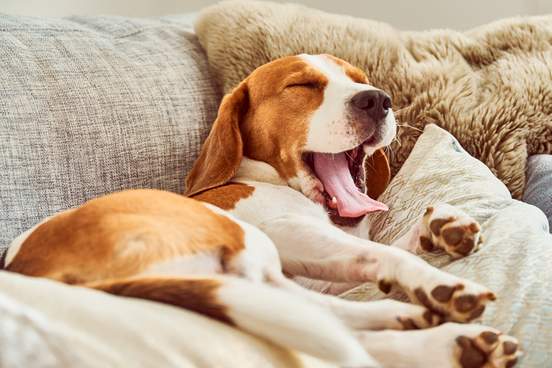 beagle falling asleep on sofa