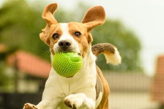 beagle running with ball in mouth