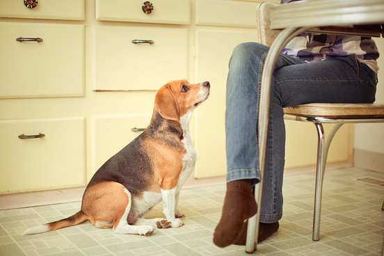 beagles are grammarians