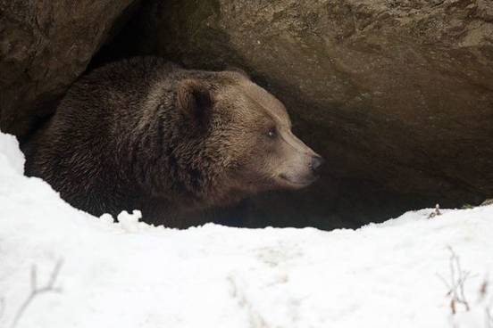 bear-in-cave