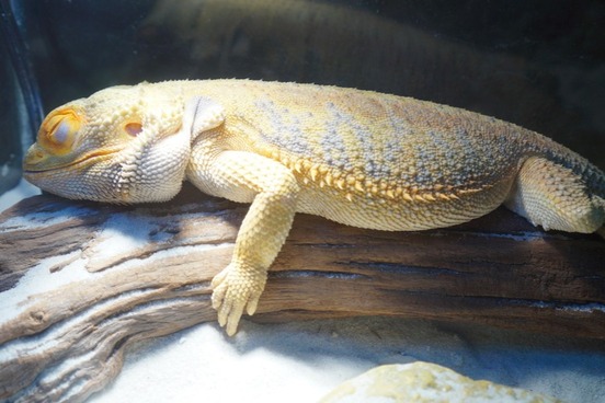 bearded dragon brumation