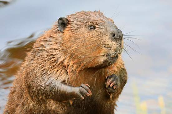 beaver looking pensive