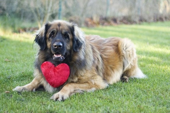 big dog with heart collar