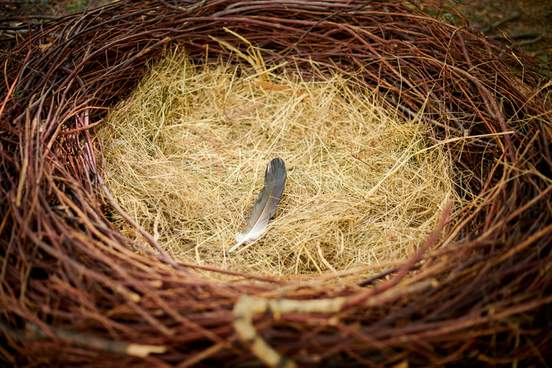 bird nest with one feather on straw empty abandoned bird nest made of branches and straw