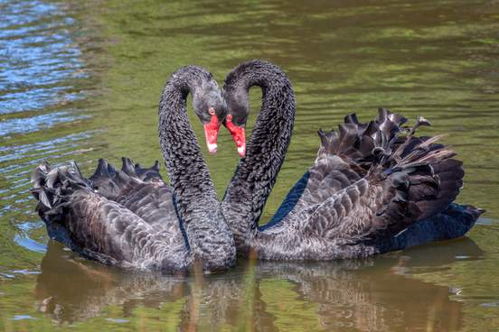 black swans courting