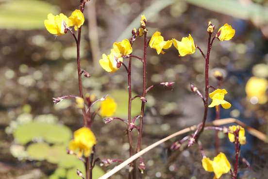 bladderwort flowers