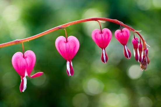 bleeding heart plant
