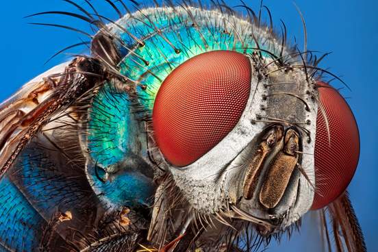 blow fly green bottle fly lucilia caesar calliphoridae under microscope