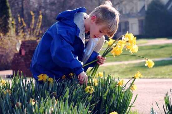 boy contemplating daffodils
