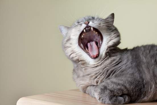 british cat yawning with mouth wide open and shows fangs