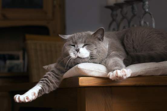 british shorthair cat wakes up on the table