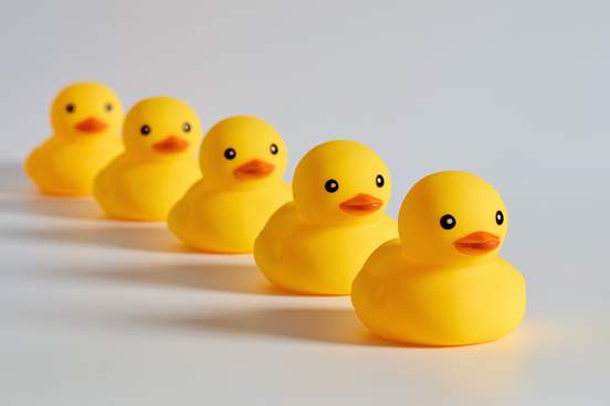 bunch of yellow rubber ducks in a row