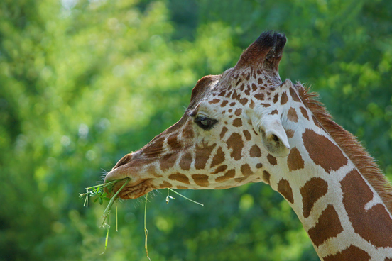 camelopard