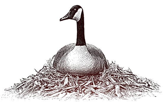 canada goose droppings
