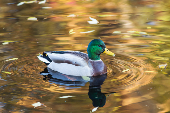 canard