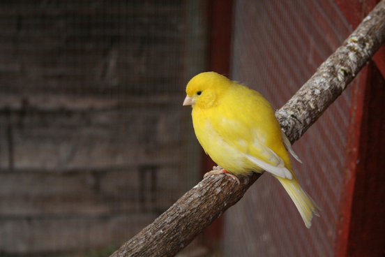 canary