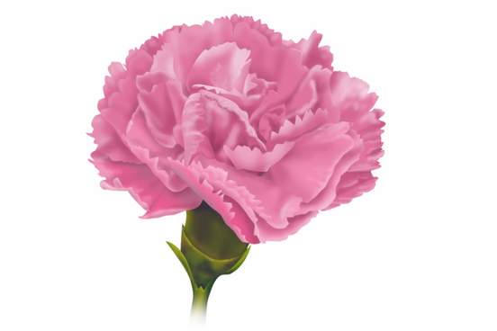 carnation