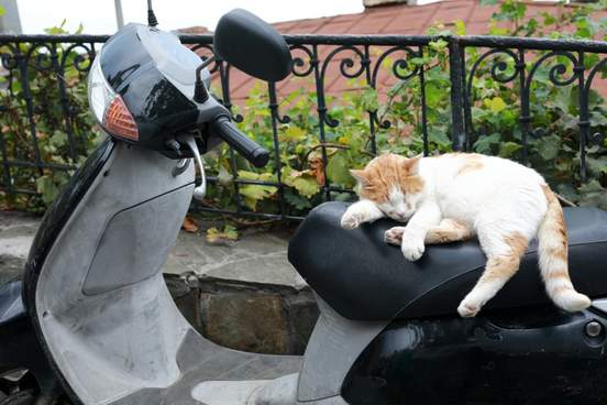 cat asleep on scooter seat