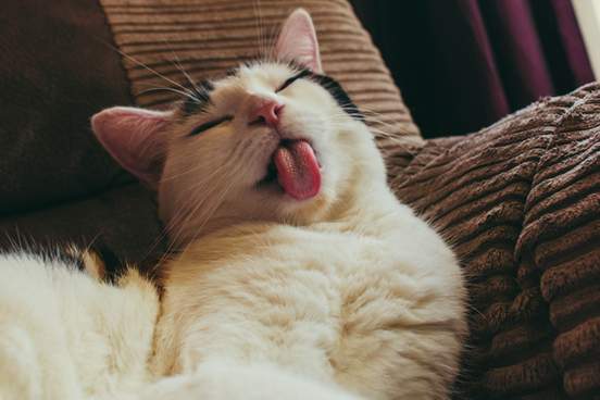 cat asleep on sofa with tongue sticking out