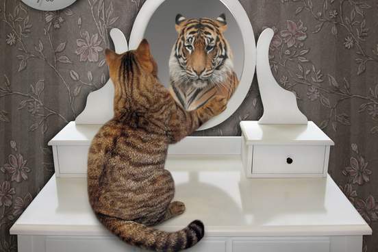 cat looks in mirror and sees lion
