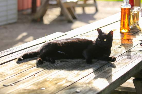 cat on a wood table with beer in background