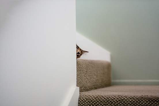 cat peeking around corner
