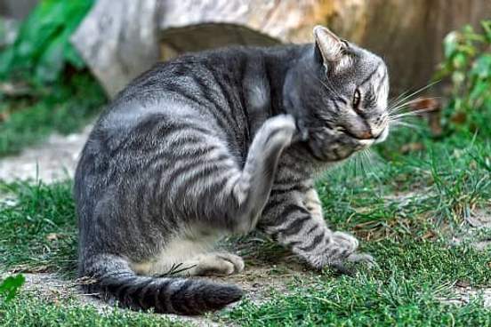 cat scratching head